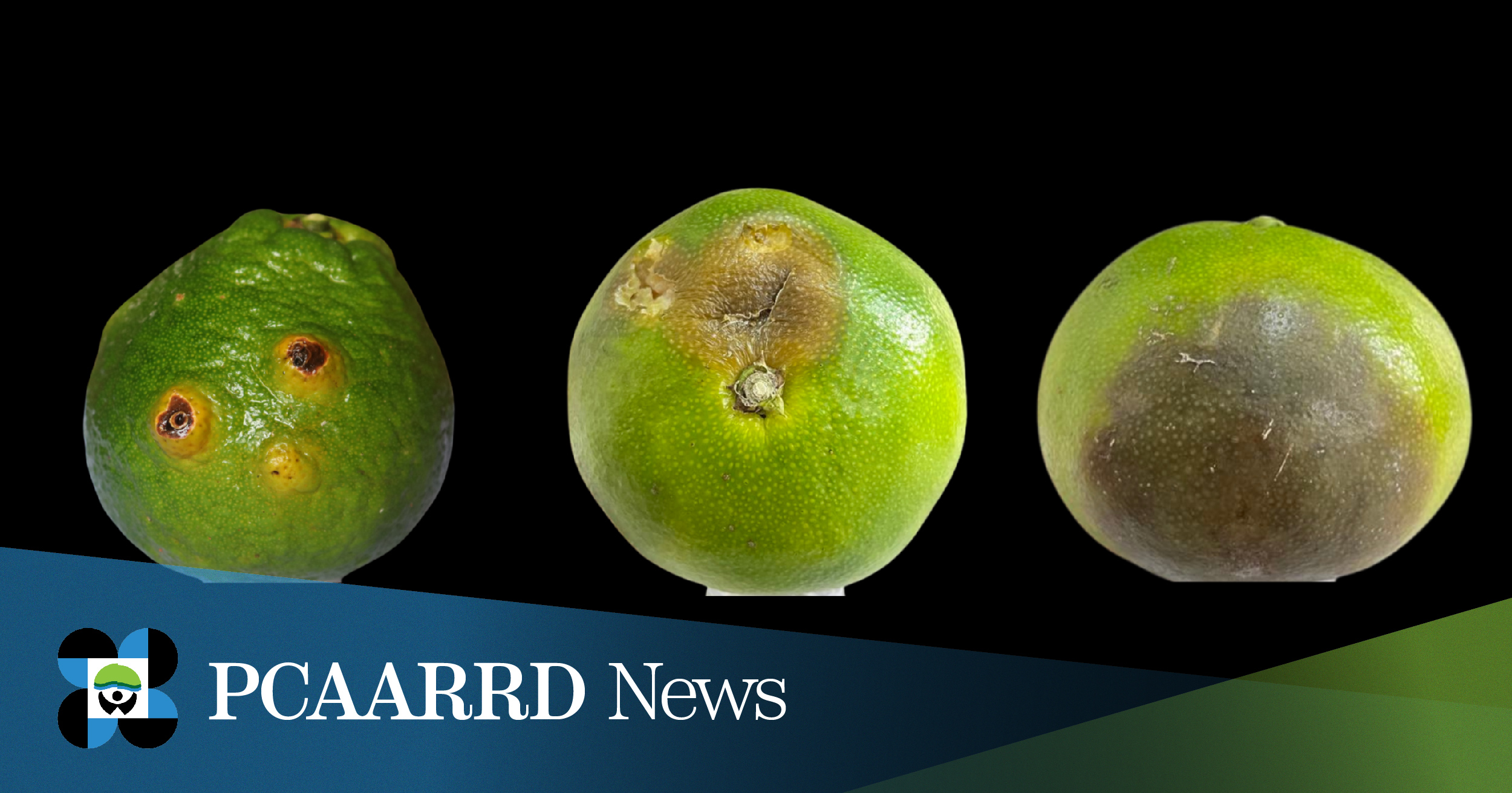 New project to combat citrus pests and diseases using biocontrol agents kicks off